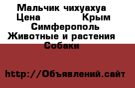 Мальчик чихуахуа › Цена ­ 24 000 - Крым, Симферополь Животные и растения » Собаки   